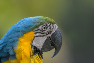 Blue and yellow macaw (Ara ararauna) an exotic bird