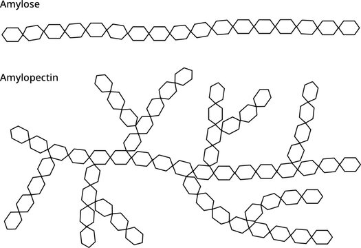 Amylose and amylopectin, which make up starch