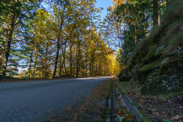 Fototapeta premium Road through autumn forest wild golden foliage in Manteigas, Serra da Estrela, Portugal