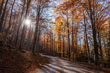 Obraz premium Fall foliage in Emilia-Romagna in Italian Appenines, trip at Acquapartita.