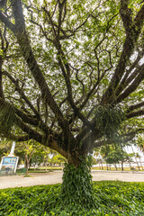 &aacute;rvore na cidade de Vit&oacute;ria, Estado do Espirito Santo, Brasil