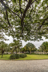 árvore na cidade de Vitória, Estado do Espirito Santo, Brasil