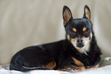 Portrait of black short haired chihuahua in couch