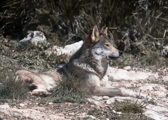 Canis lupus signatus. Iberian wolf in the forests of Spain