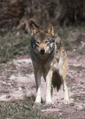 Naklejka na ściany i meble Canis lupus signatus. Iberian wolf in the forests of Spain