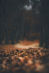 autumn forest leaves