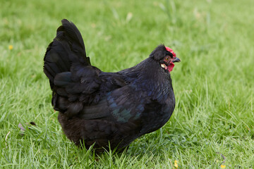 Young black chicken in grass of garden
