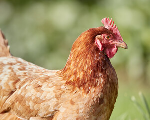 Close up of brown Sussex chicken