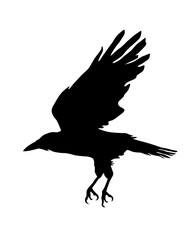 Black Raven. Black bird. Silhouette. Vector image for prints, poster and illustrations.