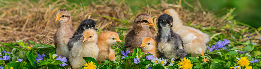 little chickens in the garden