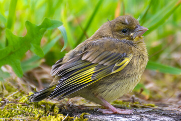 Obraz premium Young specimen of Chloris Chloris or European greenfinch female