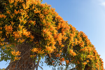 autumn leaves on a tree