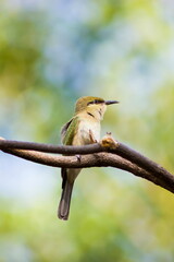 bird on a branch