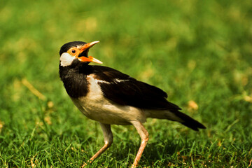 red winged blackbird