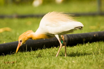 indian intermediary egret with golden brown neck a type of bird in zoo 