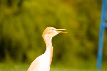 indian intermediary egret with golden brown neck a type of bird in zoo 