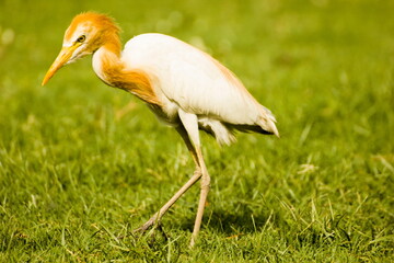 indian intermediary egret with golden brown neck a type of bird in zoo 