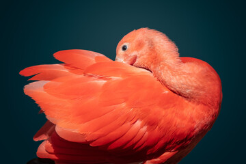 Orange Ibis bird portrait with beautiful red feathers