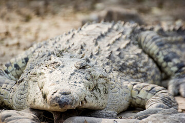 indian crocodile in the sun