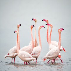 Funny cluncky pink flamingos dancing on a cloudy beach