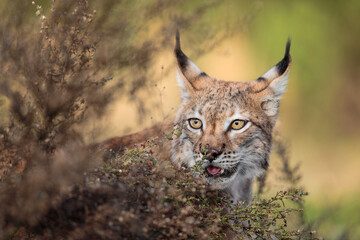 catchy portrait of a lynx close up