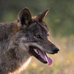 a hungry iberic wolf approaching in beautiful soft light