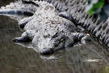 indian crocodile in the sun