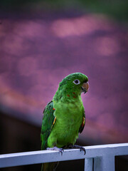 "Maritaca" (Psittacara leucophthalmus)typical bird of brazilian fauna similar to a parrot on a farm