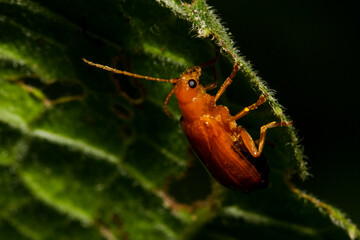 red ant on a leaf