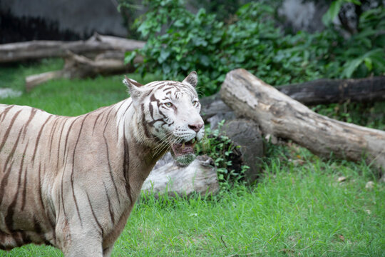 white tiger known as bengal tiger walking and roaring stock photo