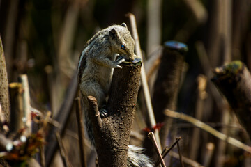 squirrels in the wild in jungle searching for food 