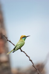 birds spices in jungle sitting on a branch 