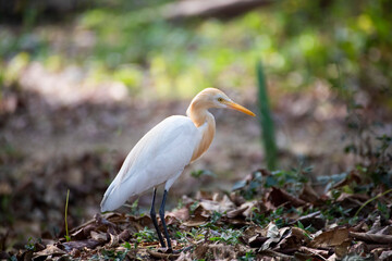 beautiful white swan in the middle of junge ( a bird spices )