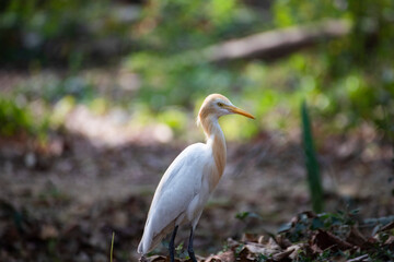 beautiful white swan in the middle of junge ( a bird spices )