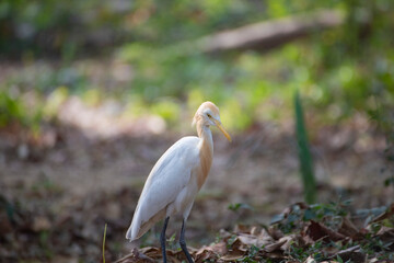 beautiful white swan in the middle of junge ( a bird spices )