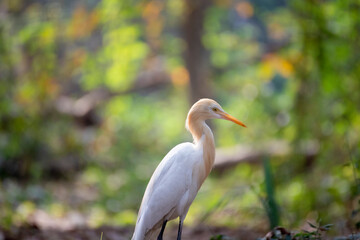 beautiful white swan in the middle of junge ( a bird spices )
