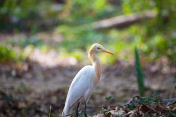 beautiful white swan in the middle of junge ( a bird spices )