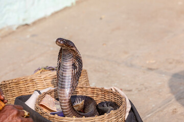 Snake charmer sit and play music for demonstration of the cobra dance outside Amber fort in Jaipur, India. A cobra snake slithers around in a woven basket