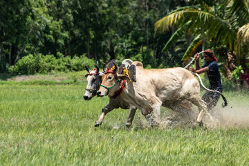 moichara bull race in canning cow racing among farmers in field with water cows running