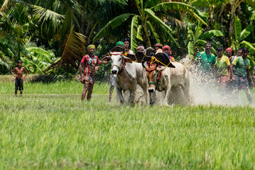 moichara bull race in canning cow racing among farmers in field with water cows running