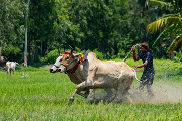 moichara bull race in canning cow racing among farmers in field with water cows running