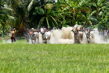 moichara bull race in canning cow racing among farmers in field with water cows running