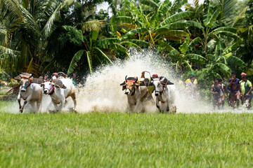 moichara bull race in canning cow racing among farmers in field with water cows running