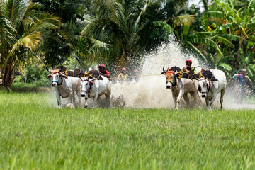 moichara bull race in canning cow racing among farmers in field with water cows running