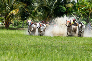 moichara bull race in canning cow racing among farmers in field with water cows running