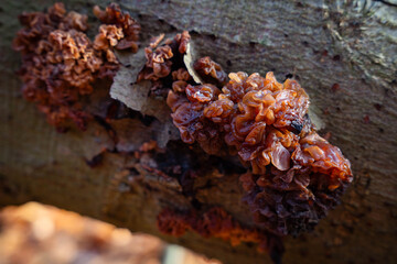 Tremella foliacea Fungi photographed on the log in a late autumn. A fungus that grows on dead attached and recently fallen branches. Gelatinous, brown to dark brown bodies. Widespread in north. edible