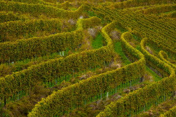 Weinberge. Durbach in Ortenau.