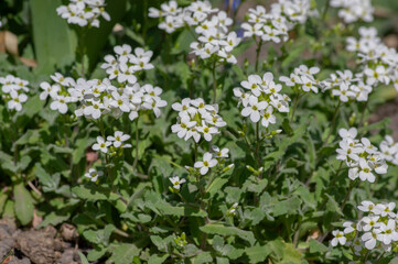 Arabis caucasica white flowering plant, group of springtime flowers in bloom