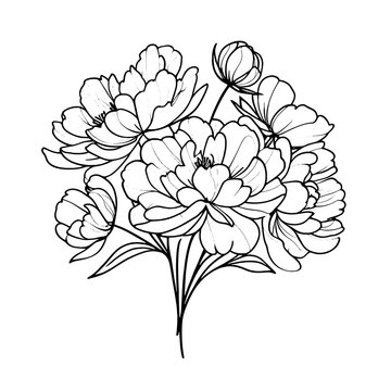 recommend clip art: Peony flower and leaves line drawing. Vector hand Simple botanical peonies.