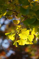 autumn leaves and tree in falls